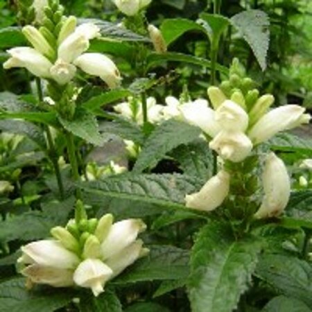 Chelone obliqua 'Alba' P9 - afbeelding 4