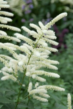 Astilbe (J) 'Washington' P9 - afbeelding 2