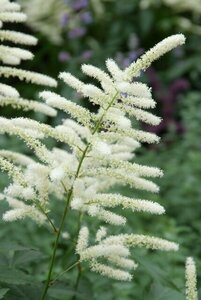 Astilbe (J) 'Washington' P9 - afbeelding 2