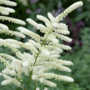 Astilbe (J) 'Washington' P9 - afbeelding 3