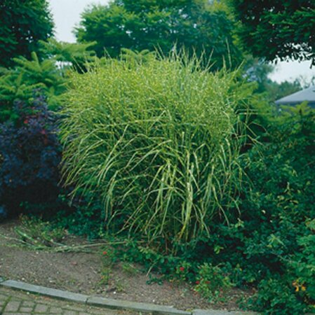 Miscanthus sinensis 'Zebrinus'=strictus C2 - afbeelding 2