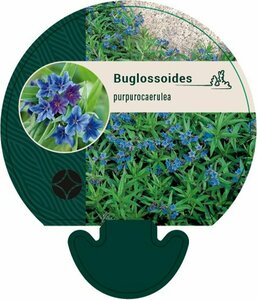 Buglossoides purpurocaerulea P9 - afbeelding 1