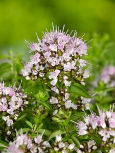 Origanum vulgare 'Compactum' P9 - afbeelding 7