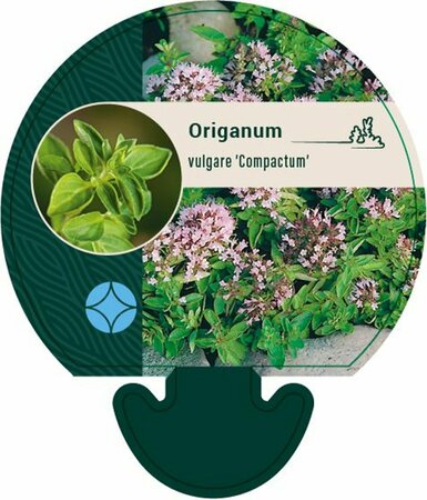 Origanum vulgare 'Compactum' P9 - afbeelding 4