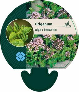 Origanum vulgare 'Compactum' P9 - afbeelding 4