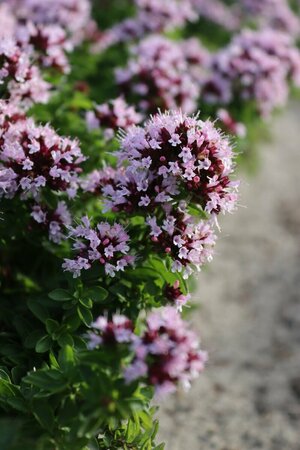 Origanum vulgare 'Compactum' P9 - afbeelding 2