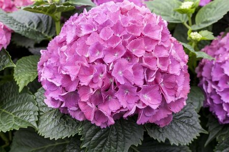 Hydrangea macrophylla 'Sibilla' C2