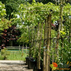 Morus alba 'Fruitless' ST. 225 10-12 C. Dak