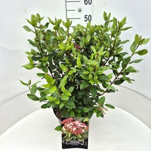 Viburnum tinus 'Gwenllian' 40/50 C. - afbeelding 4