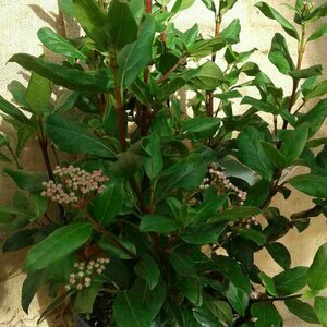 Viburnum tinus 'Gwenllian' 40/50 C. - afbeelding 2