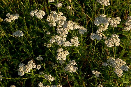 Achillea millefolium P9 - afbeelding 4