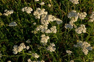 Achillea millefolium P9 - afbeelding 4
