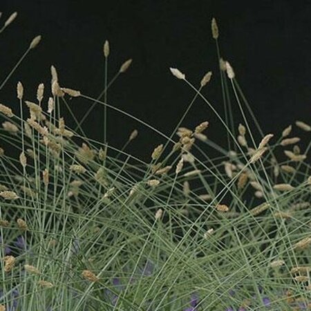 Sesleria nitida P9 - afbeelding 3