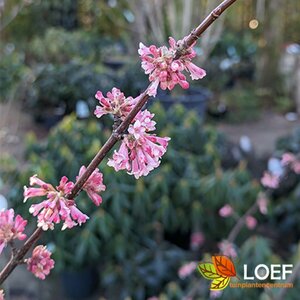 Viburnum bodnantense 'Dawn' 125/150 KL. - afbeelding 2
