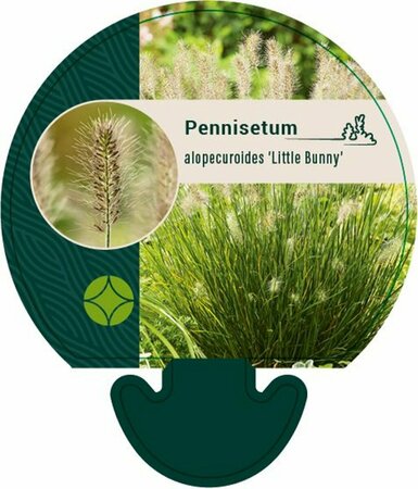 Pennisetum alopecuroides 'Little Bunny' C1.5 - afbeelding 7