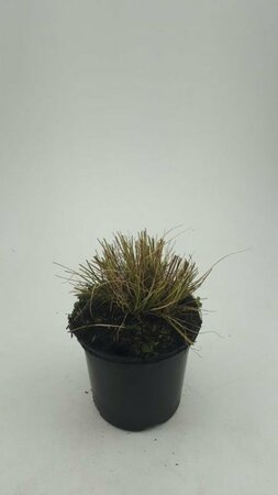 Pennisetum alopecuroides 'Little Bunny' C1.5 - afbeelding 16