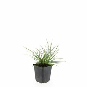 Pennisetum alopecuroides 'Little Bunny' C1.5 - afbeelding 5
