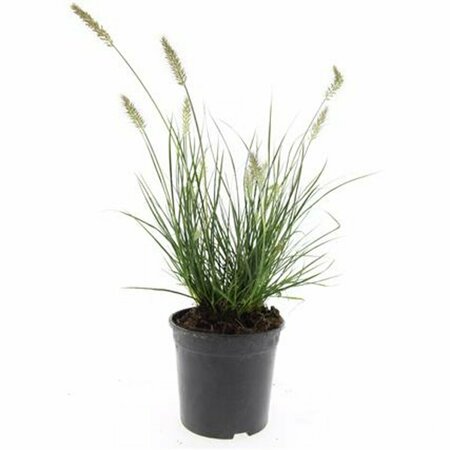 Pennisetum alopecuroides 'Little Bunny' C1.5 - afbeelding 18