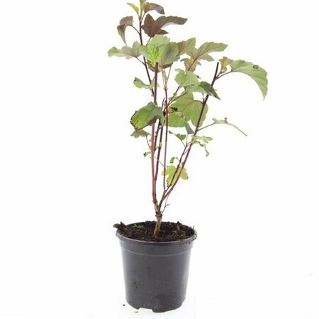 Physocarpus opulifolius 'Diabolo' 80/100 C. - afbeelding 2