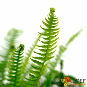 Blechnum spicant C2 - afbeelding 1
