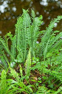 Blechnum spicant C2 - afbeelding 7