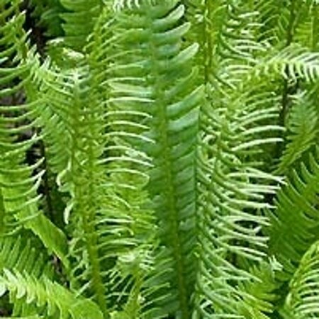 Blechnum spicant C2 - afbeelding 8