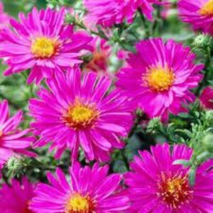 Aster (D) 'Anneke' P9 - afbeelding 1