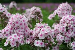 Phlox paniculata 'Europa' P9 - afbeelding 2
