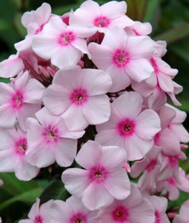 Phlox paniculata 'Europa' P9 - afbeelding 3