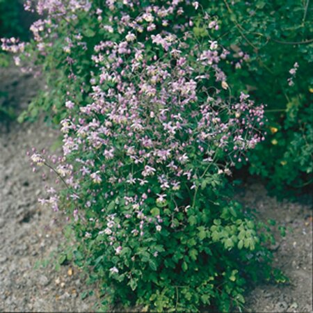 Thalictrum delavayi P9 - afbeelding 1