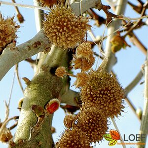 Platanus orientalis 'Minaret' 16-18 C.