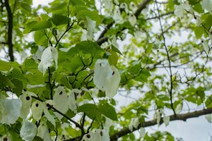 Davidia involucrata 10-12 C.  - afbeelding 2