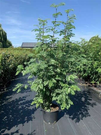 Sorbus aucuparia 10-12 C.  - afbeelding 7