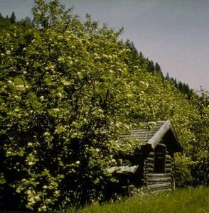 Sorbus aucuparia 10-12 C.  - afbeelding 2