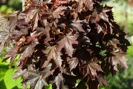 Acer platanoides 'Crimson Sentry' ST. 225 10-12 C.  - afbeelding 1