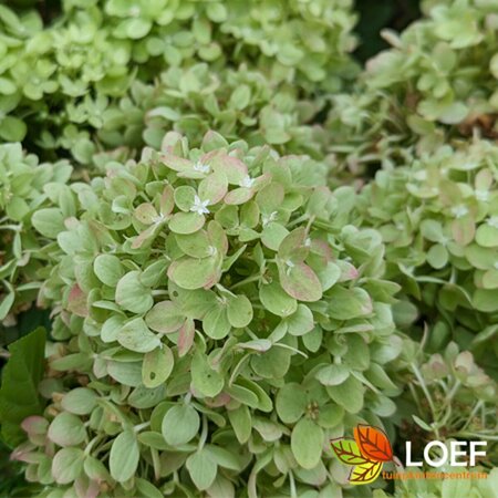 Hydrangea paniculata 'Little Lime' C3