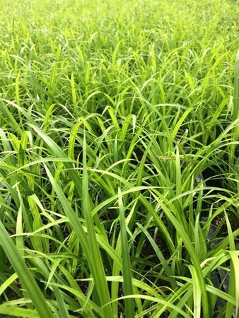Carex grayi P9 - afbeelding 5