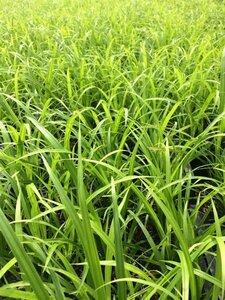 Carex grayi P9 - afbeelding 5