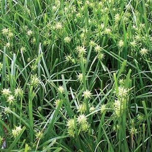 Carex grayi P9 - afbeelding 3