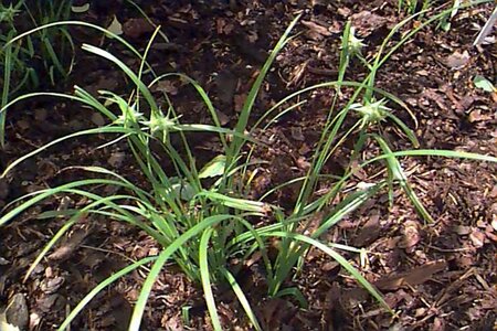 Carex grayi P9 - afbeelding 1