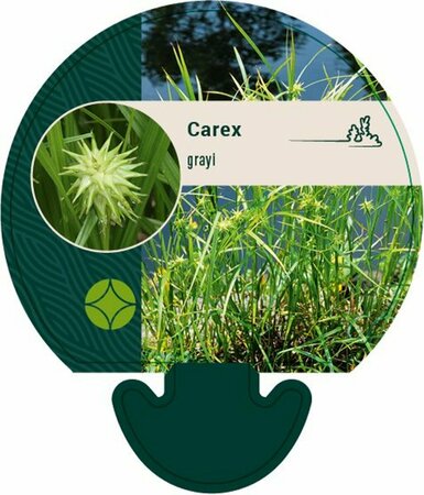 Carex grayi P9 - afbeelding 4