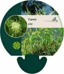 Carex grayi P9 - afbeelding 4