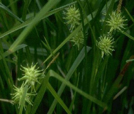 Carex grayi P9 - afbeelding 2