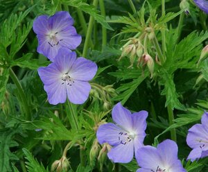 Geranium pratense P9 - afbeelding 3