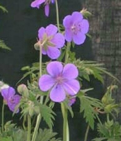 Geranium pratense P9 - afbeelding 5