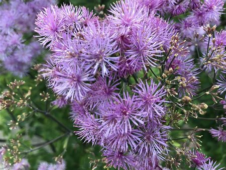 Thalictrum 'Elin' P9 - afbeelding 1