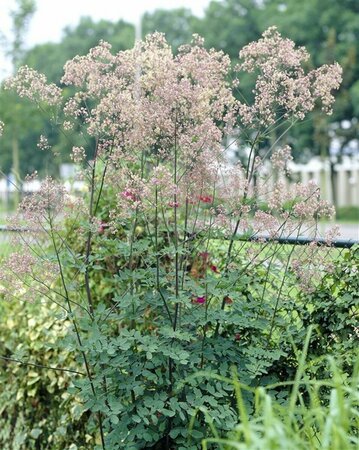 Thalictrum 'Elin' P9 - afbeelding 2