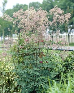 Thalictrum 'Elin' P9 - afbeelding 2