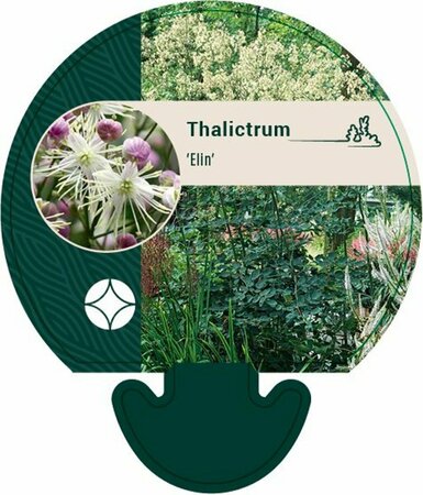 Thalictrum 'Elin' P9 - afbeelding 5