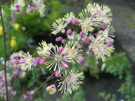 Thalictrum 'Elin' P9 - afbeelding 3